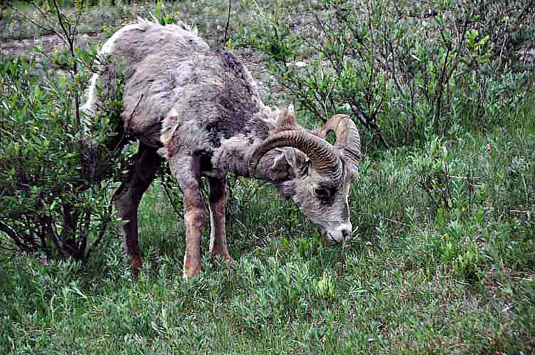 Big Horn Sheep